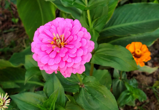 鮮花