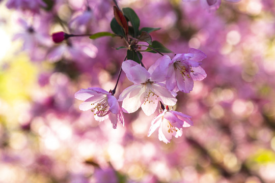 櫻花