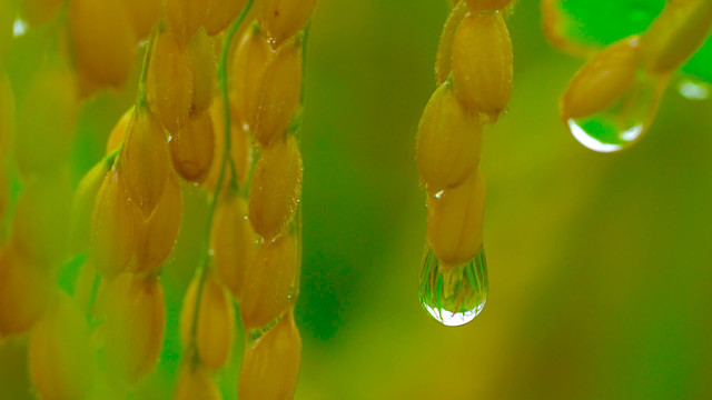 唯美水稻稻花稻穗雨中水珠特写