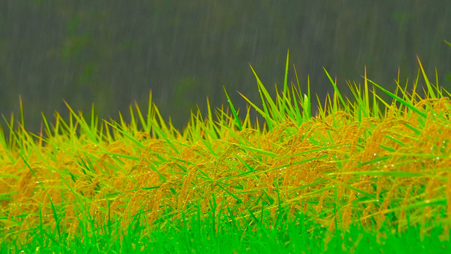 唯美水稻稻花稻穗雨中水珠特写