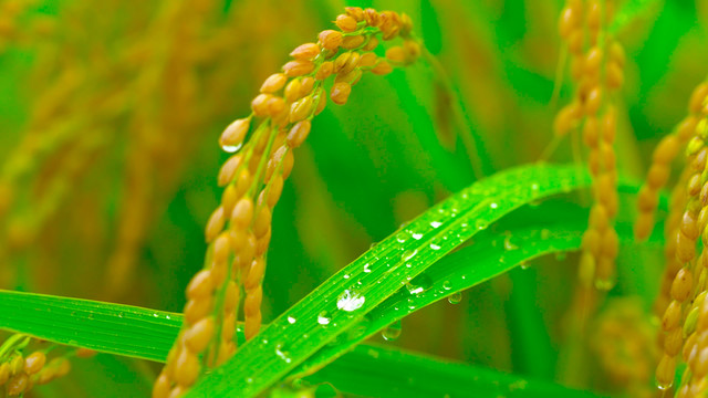 唯美水稻稻花稻穗雨中水珠特写