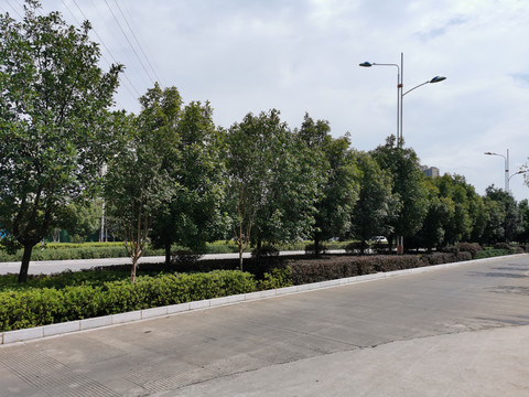 道路工程景观绿化