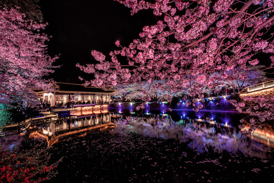 樱花季夜景夜樱