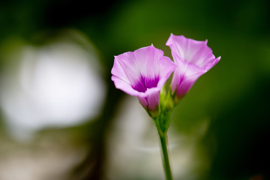 野牵牛花