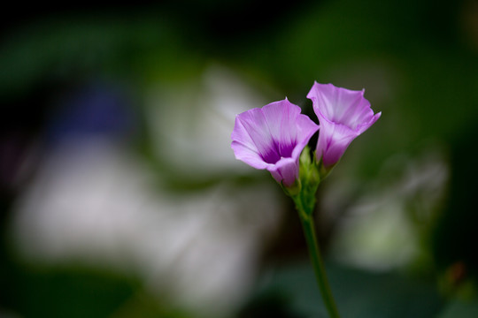 野牵牛花