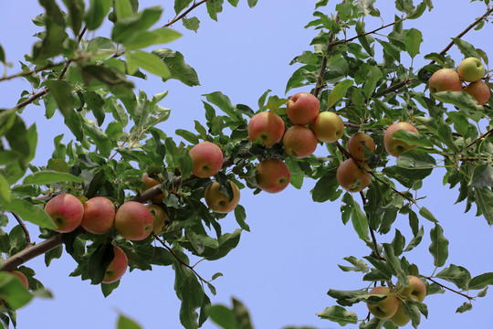 苹果种植