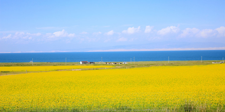 青海湖油菜花