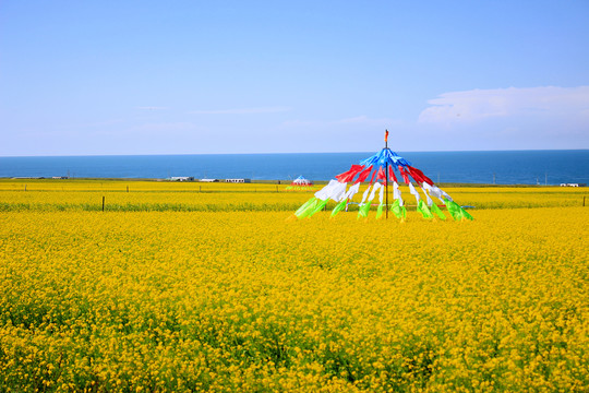 油菜花