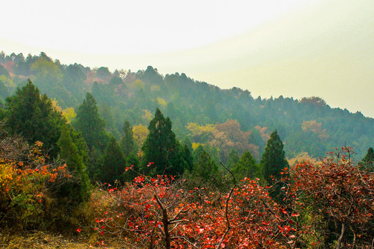 西山森林公园