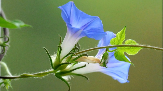 蓝色牵牛花