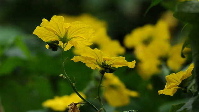 丝瓜花