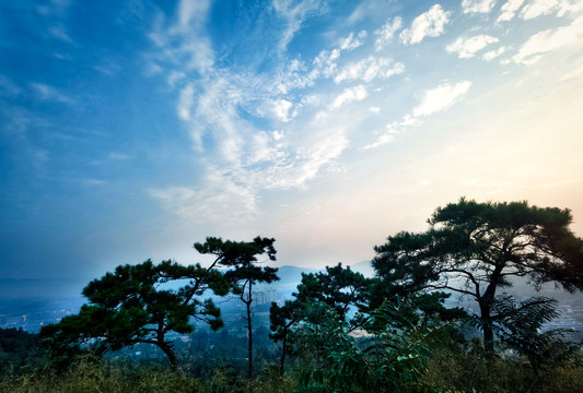 蓝天白云松树