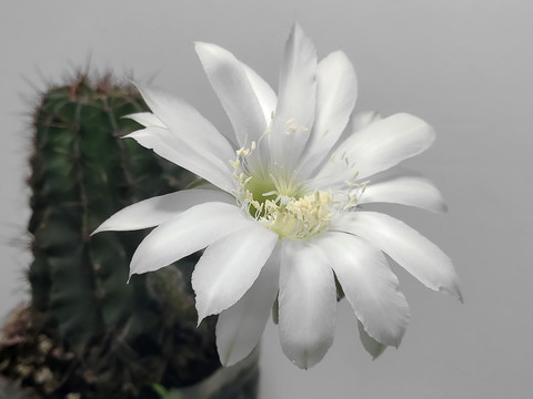 白色仙人掌花