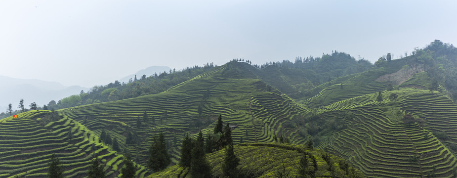 蜿蜒云顶茶海全景图