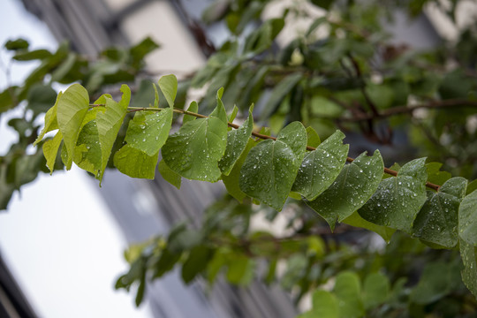 雨后绿叶