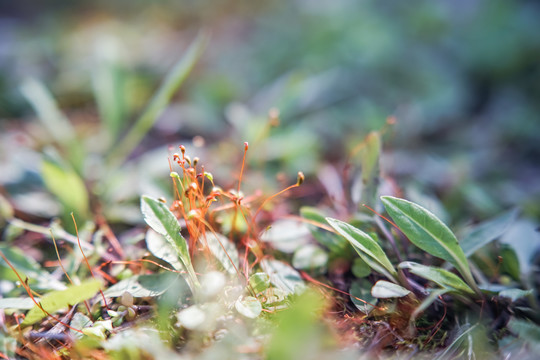 苔藓