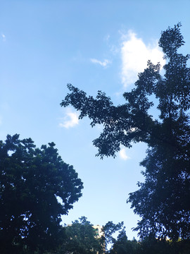 树与蓝天