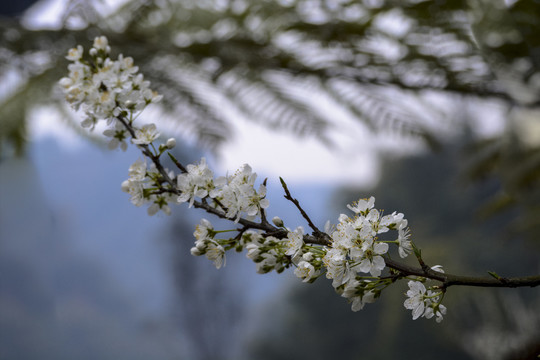 李花盛开