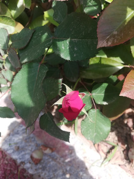 紅花綠葉