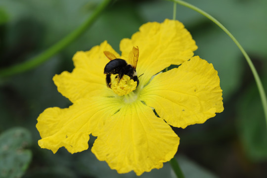 丝瓜花