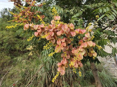 栾树花开