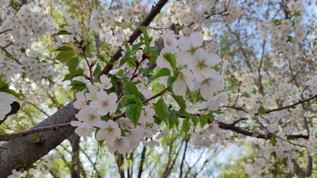 北京玉渊潭公园樱花