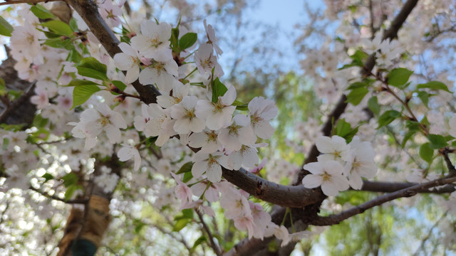 北京玉渊潭公园樱花