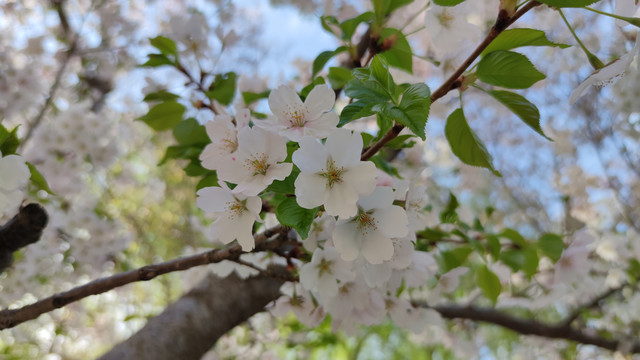 北京玉渊潭公园樱花