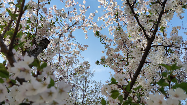 北京玉渊潭公园樱花