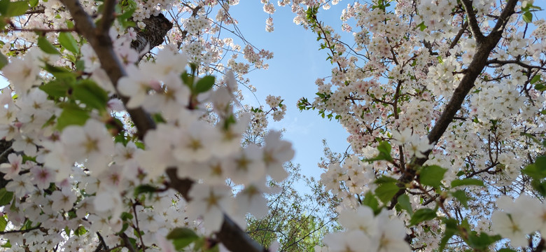 北京玉渊潭公园樱花