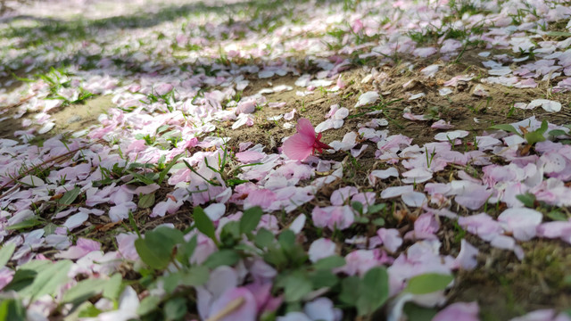 满地花瓣