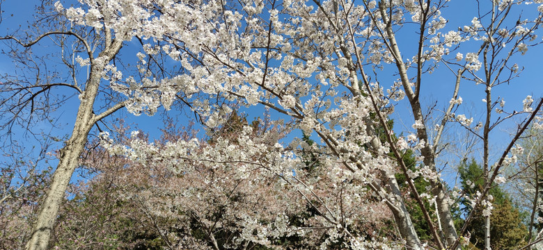 北京玉渊潭公园樱花