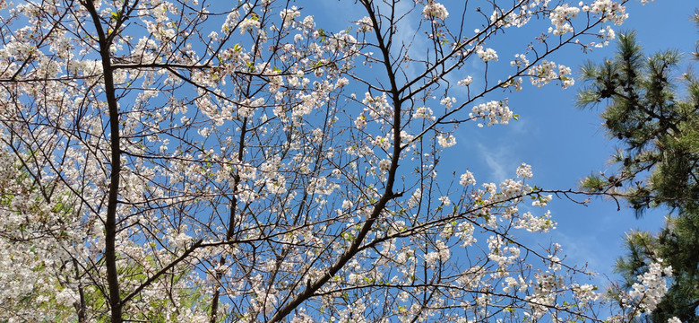 北京玉渊潭公园樱花