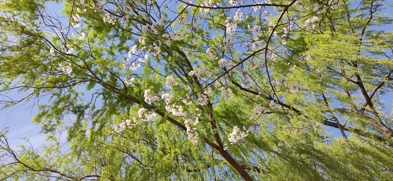 美丽的樱花