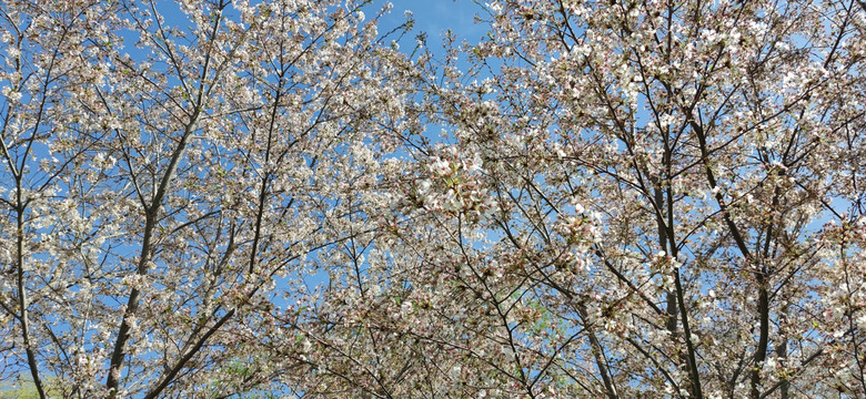 北京玉渊潭公园樱花