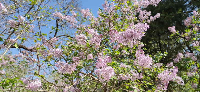 北京玉渊潭公园丁香花