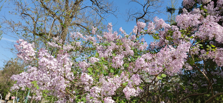 紫色丁香花