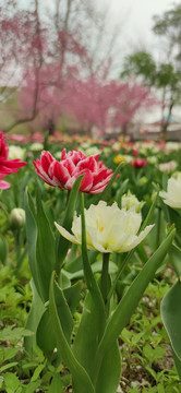 郁金香花海