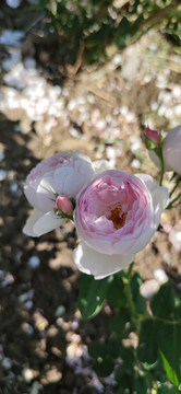 粉色月季花