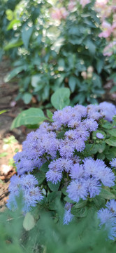 紫色绒花