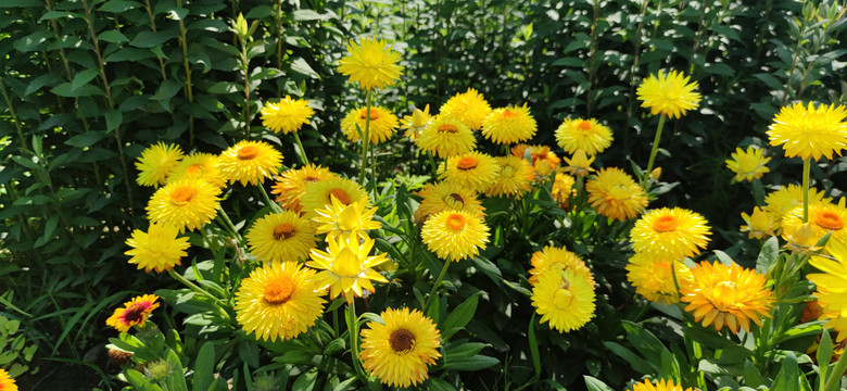 格兰菲亚金色麦秆菊