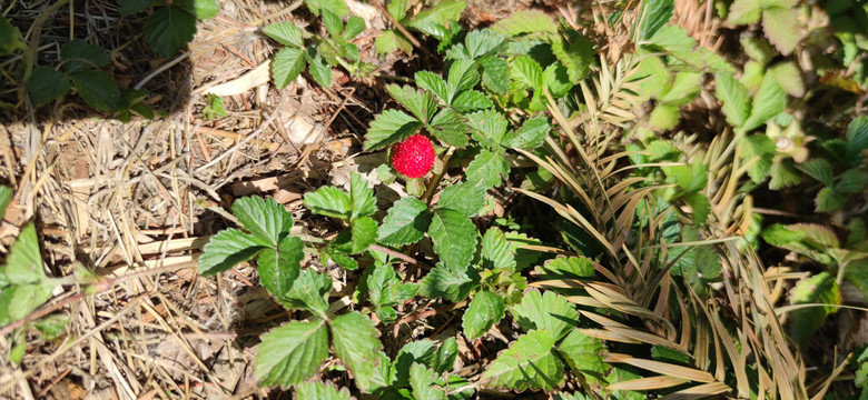 野生草莓