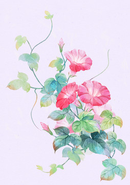 水彩喇叭花插畫