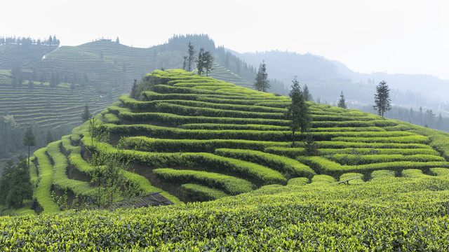 宜宾屏山富荣云顶茶海茶山风光