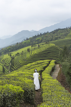 蜿蜒茶山采茶女自然景观