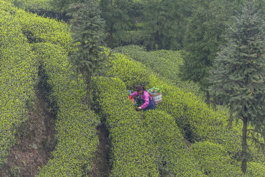 蜿蜒茶山采茶女自然景观