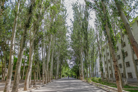 伊犁师范学院林荫道