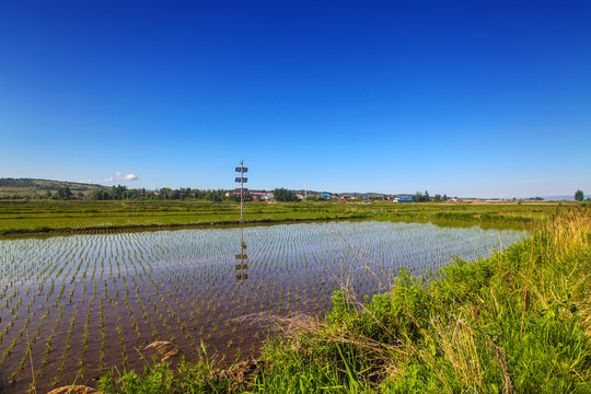 水稻田