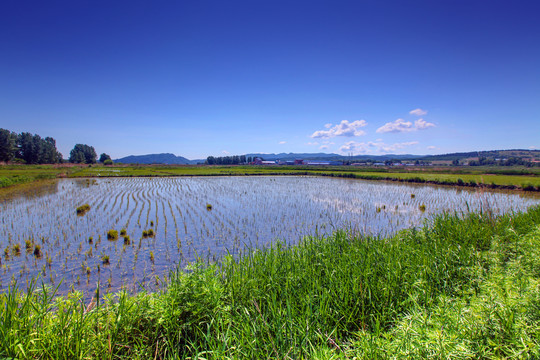 海兰江畔水稻田