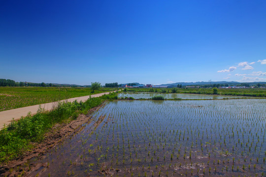 水稻田